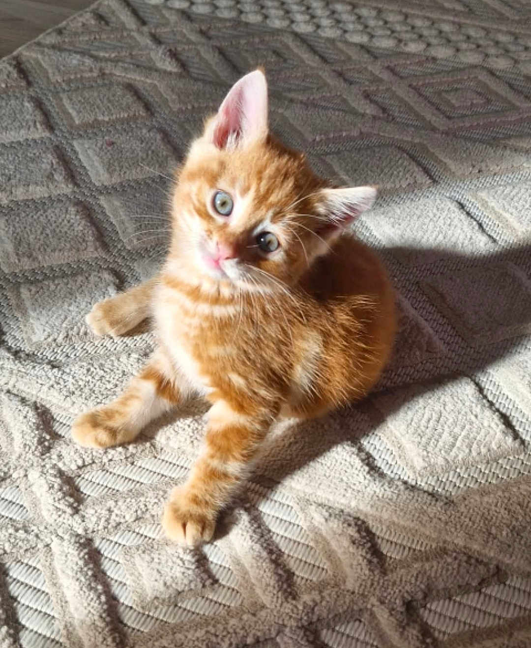 Sky a rejoint le concours — aidez-le/la à gagner de superbes lots ! kitten, cat, orange_tabby, pet, fur, blue_eyes, carpet, texture, indoor, sunlight, shadow, cute, animal, young, feline, whiskers, small, fluffy, head_tilt, relaxed