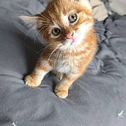 Sky a rejoint le concours — aidez-le/la à gagner de superbes lots ! adorable, animal, bed, cat, curious, cute, domestic_animal, eyes, feline, fur, gray_blanket, head_tilt, indoor, kitten, orange_tabby, pet, playful, small, whiskers, young