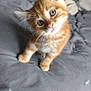 kitten, orange_tabby, cat, pet, animal, cute, feline, whiskers, bed, gray_blanket, young, indoor, curious, small, fur, eyes, head_tilt, adorable, playful, domestic_animal