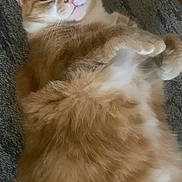 Junior is registered to the contest to win money with this photo: animal, carpet, cat, close_up, content, cute, domestic_cat, feline, fluffy, fur, indoor, lying_down, orange_cat, paw, pet, relaxed, resting, sleepy, whiskers, white_fur