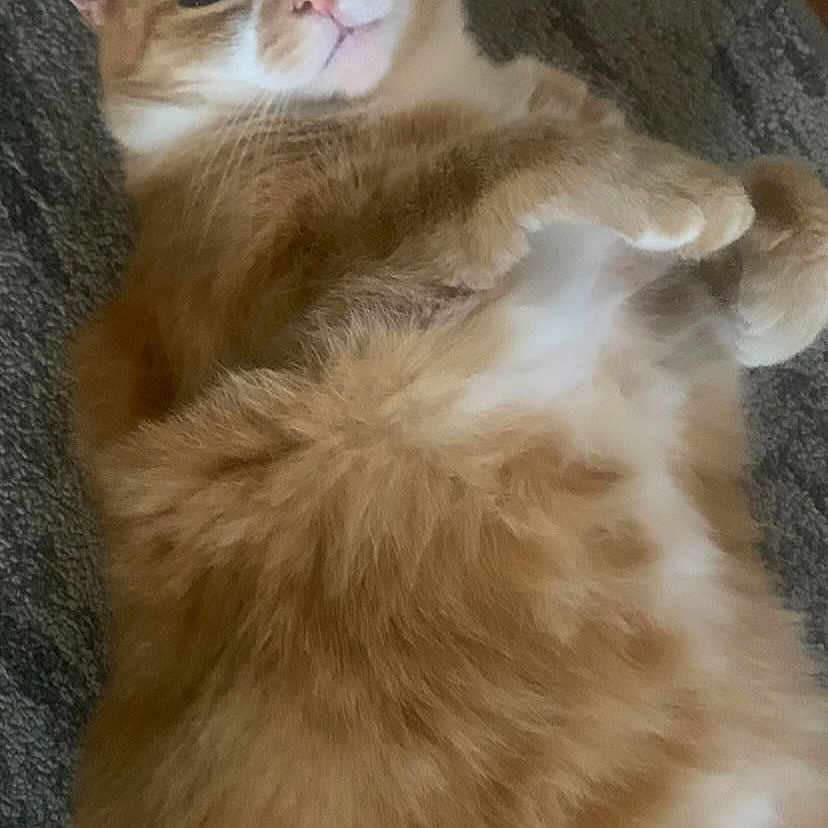 Junior