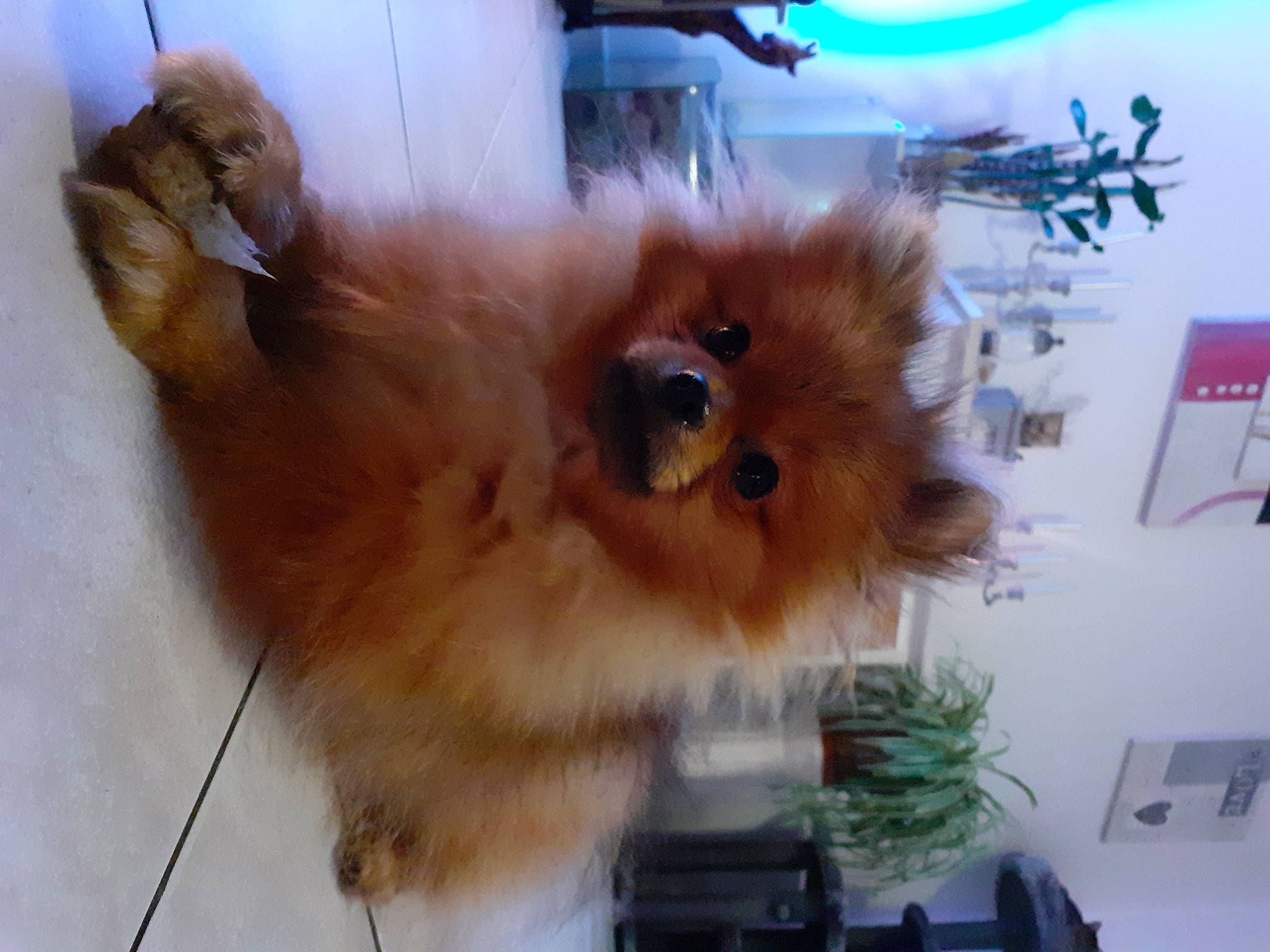 Poupette participe au concours pour gagner de l'argent avec cette photo : ancient_dog_breeds, canidae, carnivore, companion_dog, dog, dog_breed, eurasier, fawn, fur, german_spitz, german_spitz_klein, german_spitz_mittel, mammal, non_sporting_group, pomeranian, snout, spitz, sporting_group, toy_dog, volpino_italiano