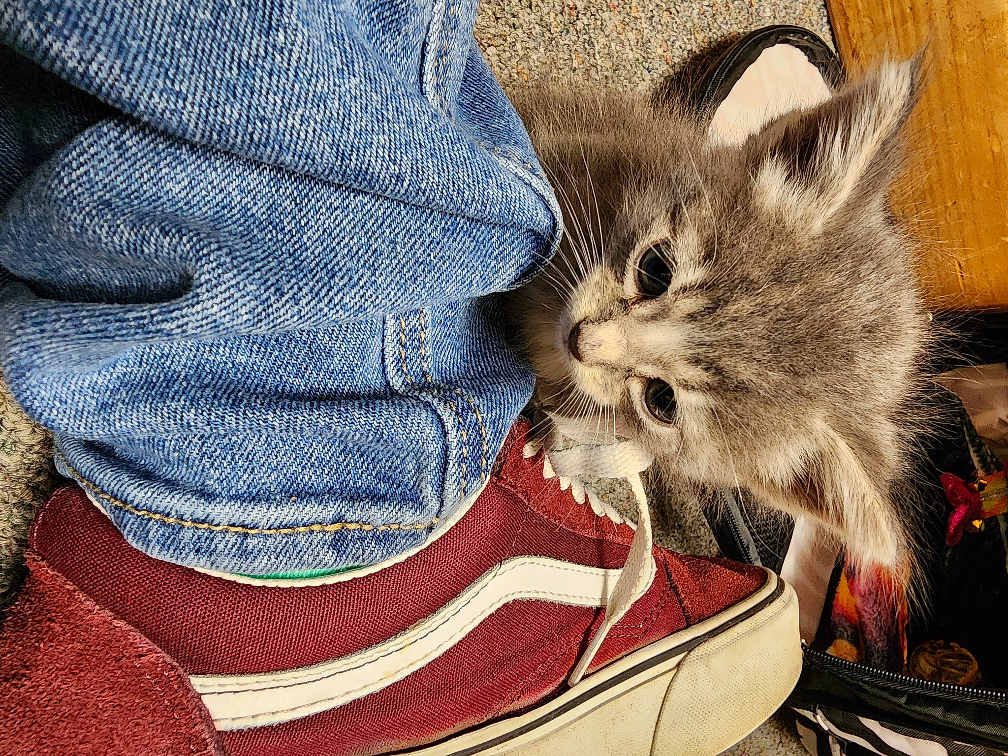 Tuck joined the competition — help win amazing prizes! carnivore, cat, claw, denim, domestic_short_haired_cat, electric_blue, fashion_accessory, fawn, felidae, fur, pattern, paw, photo_caption, small_to_medium_sized_cats, tail, whiskers