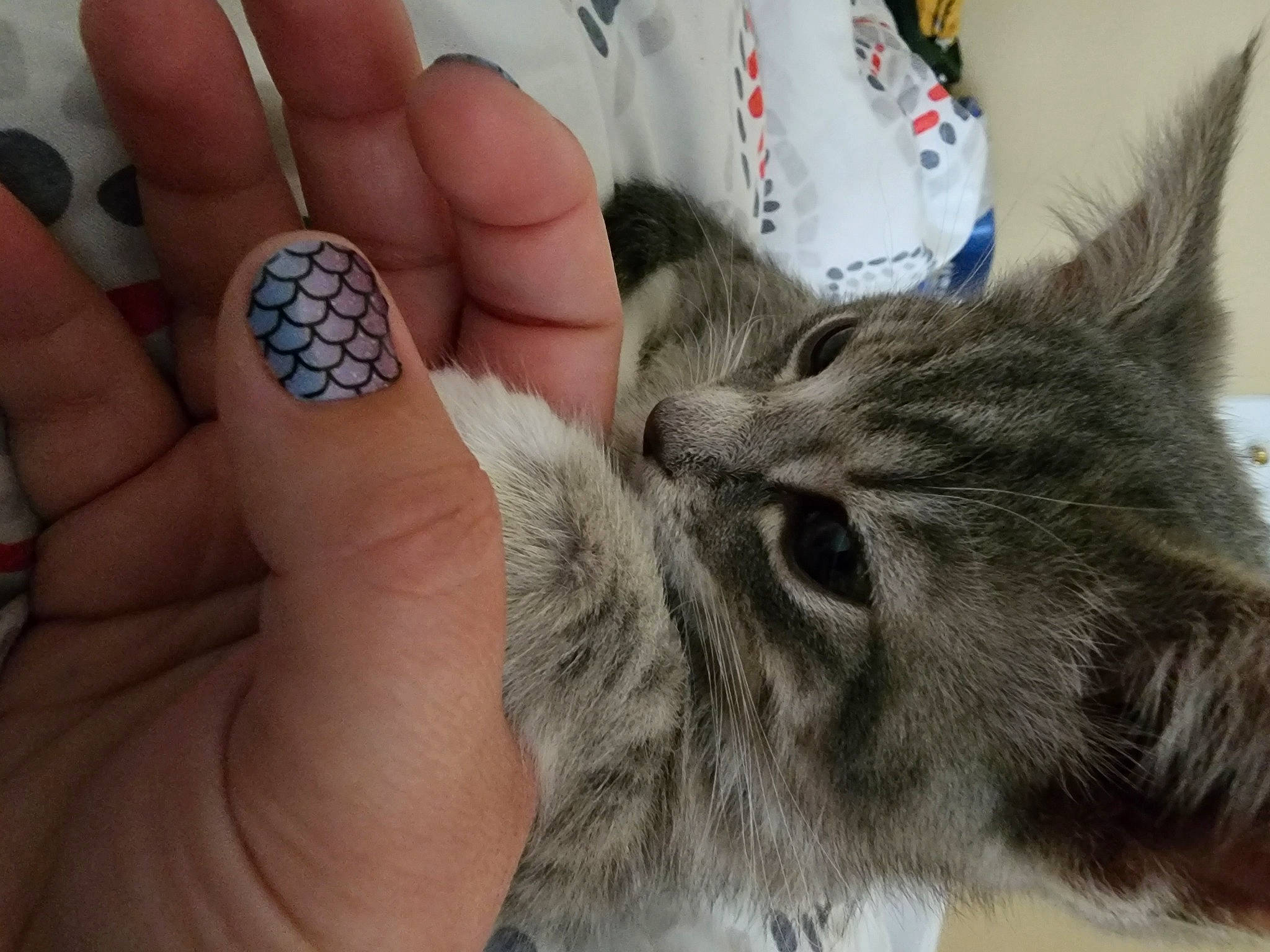 Tuck joined the competition — help win amazing prizes! carnivore, cat, comfort, domestic_short_haired_cat, felidae, finger, foot, fur, gesture, hand, human_leg, manicure, nail, nail_care, nail_polish, small_to_medium_sized_cats, snout, thumb, whiskers, wrist