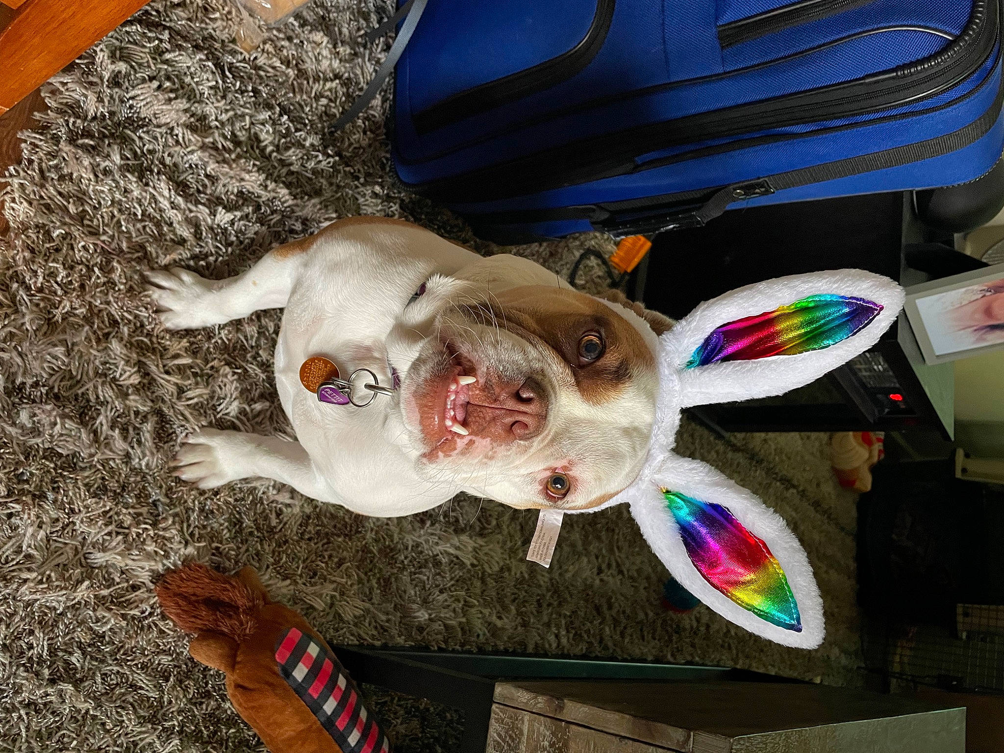 Jinger is registered to the contest to win money with this photo: automotive_tire, bicycle_wheel, carnivore, collar, companion_dog, dog, dog_breed, eyewear, fawn, felidae, fender, fish, hubcap, jaw, snout, tail, tire, wheel, whiskers, working_animal