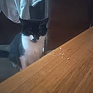 Rascal joined the competition — help win amazing prizes! cat, black_and_white, curious, indoor, table, crumbs, wood, furniture, pet, animal, whiskers, sitting, looking, domestic, cozy, chair, clothing, dark_background, home, feline