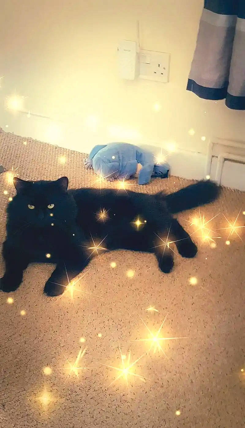 Pussybaby is registered to the contest to win money with this photo: carnivore, cat, cloud, electric_blue, felidae, floor, flooring, fur, gas, hardwood, light, room, shadow, sky, small_to_medium_sized_cats, space, tail, tints_and_shades, whiskers, wood