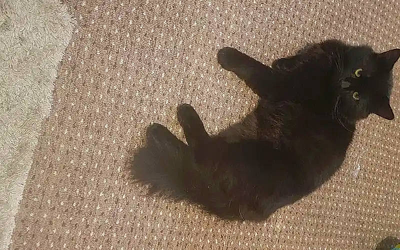 Pussybaby is registered to the contest to win money with this photo: black_cat, brown, carnivore, cat, comfort, domestic_short_haired_cat, felidae, flooring, fur, grey, hardwood, pattern, paw, shadow, small_to_medium_sized_cats, tail, terrestrial_animal, tints_and_shades, whiskers, wood