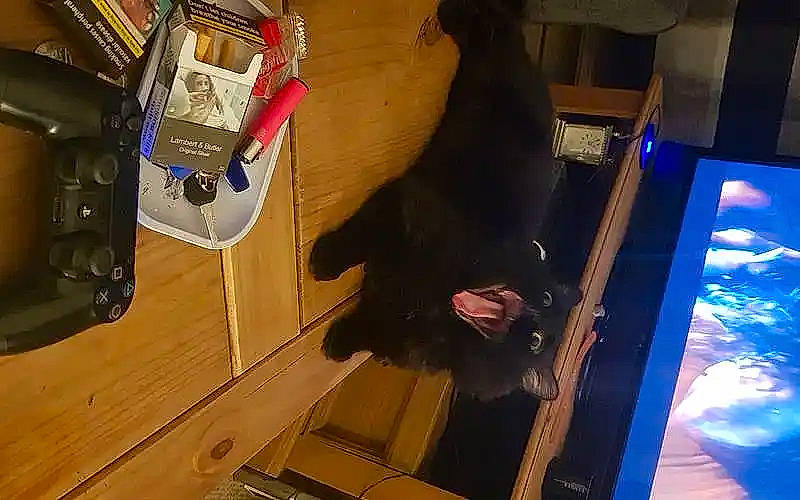 Pussybaby is registered to the contest to win money with this photo: audio_equipment, cabinetry, cloud, dog_breed, electrical_wiring, felidae, flooring, fur, guard_dog, hardwood, machine, room, sporting_group, tail, wire, wood, wood_stain