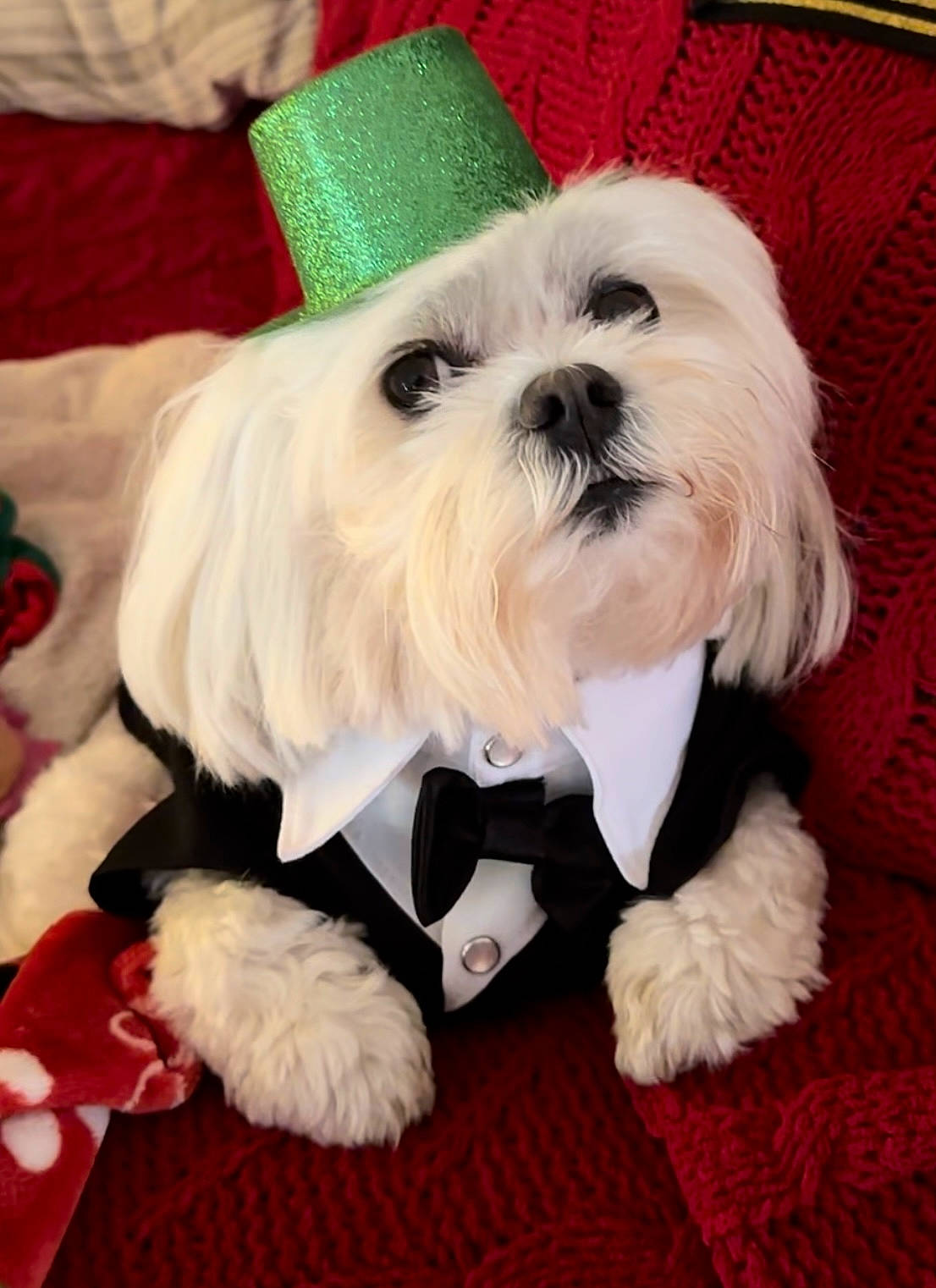 Mickey is registered to the contest to win money with this photo: bow_tie, canidae, carnivore, collar, companion_dog, dog, dog_breed, dog_clothes, dog_collar, dog_supply, plant, shih_tzu, snout, sporting_group, terrier, tie, toy, toy_dog, white, working_animal
