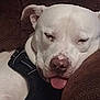 Jasper is registered to the contest to win money with this photo: animal, black_harness, brown_cushion, canine, close_up, couch, cute, dog, domestic_animal, ears, face, fur, indoor, nose, pet, relaxed, resting, sleepy, tongue_out, white_dog