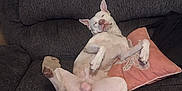 Jasper is registered to the contest to win money with this photo: animal, canine, comfort, couch, dog, domestic_animal, ear, furniture, home, indoor, paw, pet, pillow, relaxed, resting, sleeping, sofa, sprawled, tail, white_dog