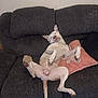 animal, canine, comfort, couch, dog, domestic_animal, ear, furniture, home, indoor, paw, pet, pillow, relaxed, resting, sleeping, sofa, sprawled, tail, white_dog