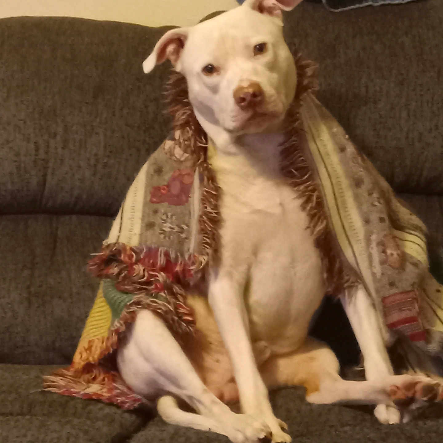 Jasper joined the competition — help win amazing prizes! animal, blanket, canine, comfort, couch, cozy, cute, dog, domestic, ears, fringe, fur, furniture, home, indoor, pet, portrait, relaxed, sitting, white_dog