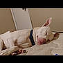 Jasper is registered to the contest to win money with this photo: animal, canine, closed_eyes, collar, dog, domestic_animal, ears, floor, fur, indoors, mattress, paw, peaceful, pet, quiet, relaxed, resting, sleeping, snout, white_dog