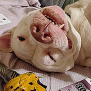 Jasper is registered to the contest to win money with this photo: animal, bed, blanket, canine, cheerful, close_up, dog, domestic, indoor, lying_down, pet, pink_nose, playful, relaxed, sleepy, teeth, tongue, toy, white_fur, yellow