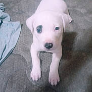 Kimbo joined the competition — help win amazing prizes! puppy, dog, white_dog, black_patch, black_nose, lying_down, curious, pet, young_dog, indoor, fabric, floor, texture, animal, cute, looking_up, small_dog, mammal, domestic_animal, companion