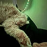 cat, sleeping, fluffy, cream_colored, paw, cozy, indoor, fairy_lights, green_light, resting, fur, pet, animal, relaxed, soft_texture, dark_background, close_up, cute, calm, peaceful