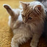 cat, fluffy, yellow_carpet, indoor, relaxed, pet, feline, soft_focus, cozy, whiskers, ears, paw, fur, laying_down, close_up, domestic_animal, animal, mammal, cute, resting