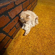 Pumpkin joined the competition — help win amazing prizes! cat, feline, orange_carpet, brick_wall, indoor, pet, fluffy, grooming, animal, cozy, carpet, fur, paw, leg, resting, corner, home, cute, mammal, relaxed