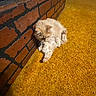 cat, feline, orange_carpet, brick_wall, indoor, pet, fluffy, grooming, animal, cozy, carpet, fur, paw, leg, resting, corner, home, cute, mammal, relaxed