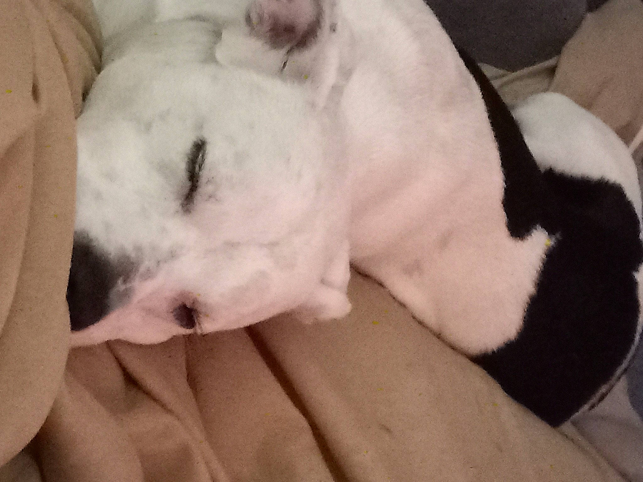 Jax Muncy joined the competition — help win amazing prizes! canidae, carnivore, comfort, companion_dog, dog, dog_breed, ear, fawn, fur, nap, non_sporting_group, paw, sleep, snout, sporting_group, tail, terrestrial_animal, whiskers, working_animal