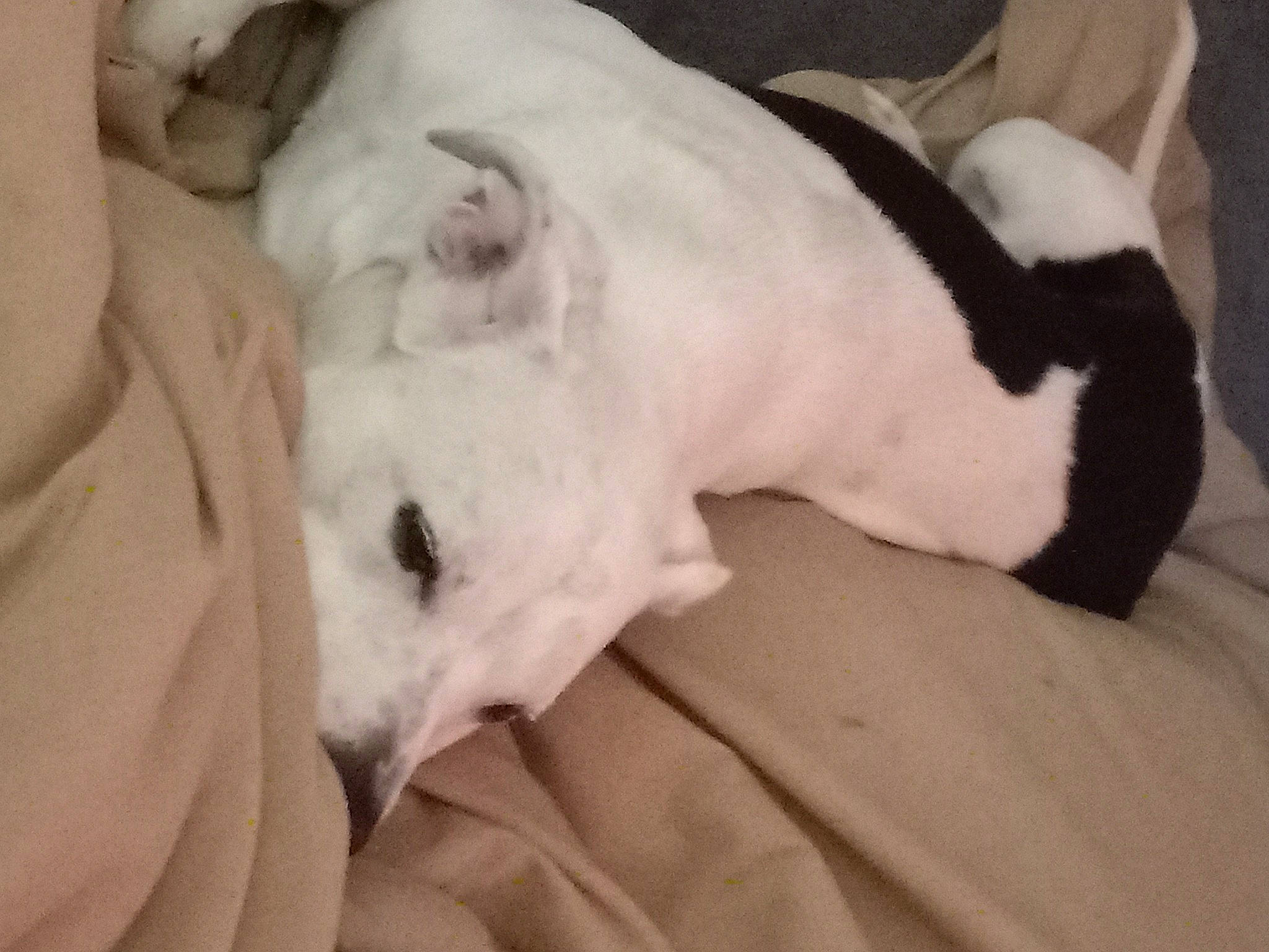 Jax Muncy joined the competition — help win amazing prizes! bone, canidae, carnivore, comfort, companion_dog, couch, dog, dog_breed, fawn, fur, nap, non_sporting_group, paw, sleep, snout, sporting_group, tail, terrestrial_animal, whiskers, working_animal