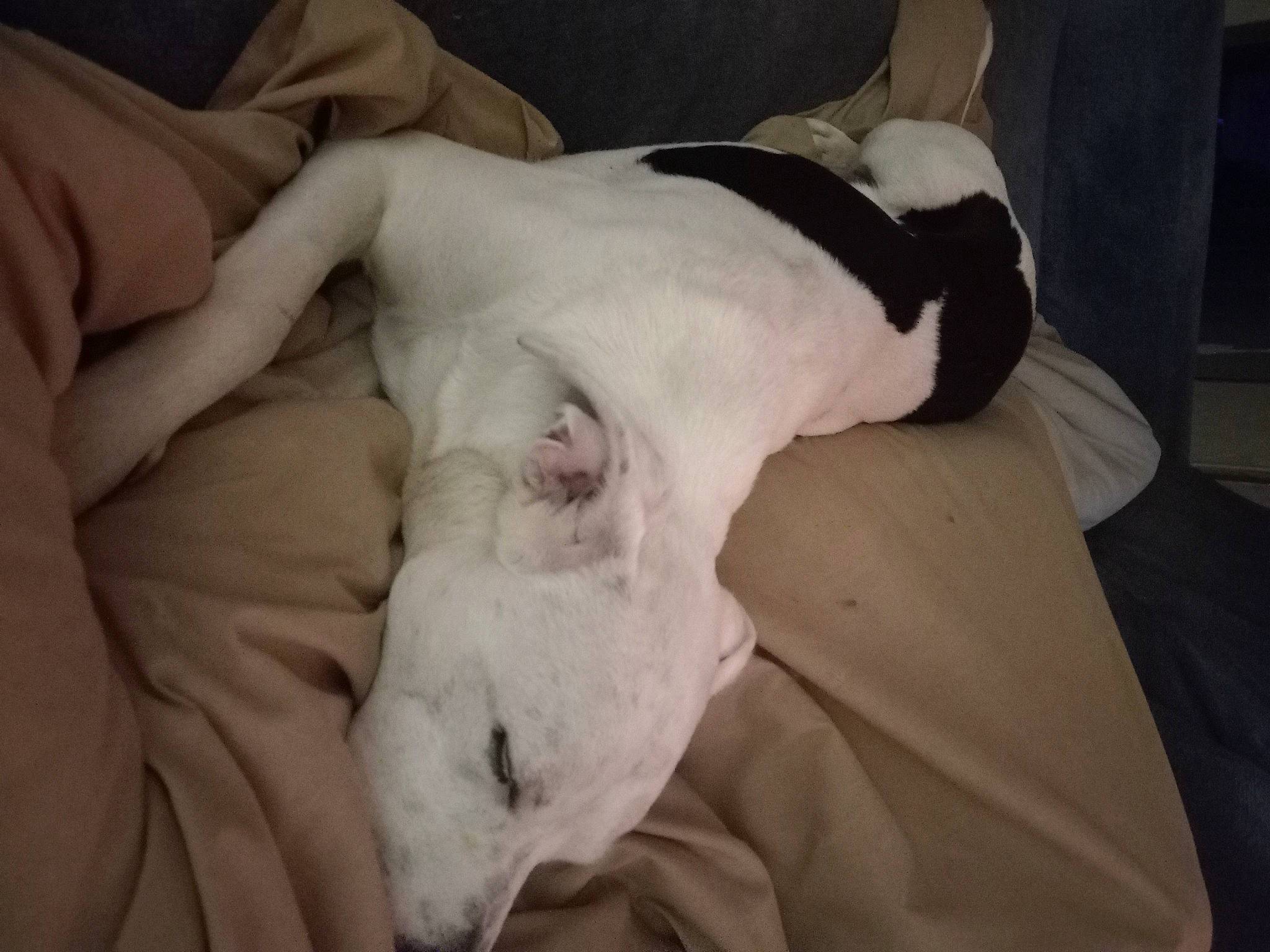 Jax Muncy joined the competition — help win amazing prizes! bedding, canidae, carnivore, comfort, companion_dog, couch, dog, dog_breed, duvet, ear, fawn, fur, linens, nap, non_sporting_group, paw, sleep, snout, sporting_group, working_animal