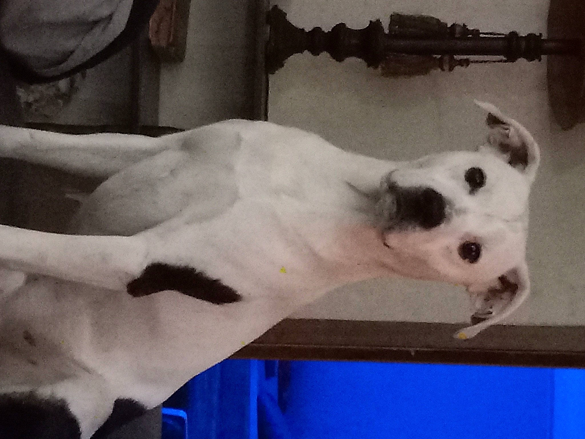 Jax joined the competition — help win amazing prizes! canidae, carnivore, chest, companion_dog, dog, dog_breed, ear, elbow, fawn, foot, fur, human_body, jaw, paw, snout, sporting_group, trunk, whiskers, working_animal, wrist