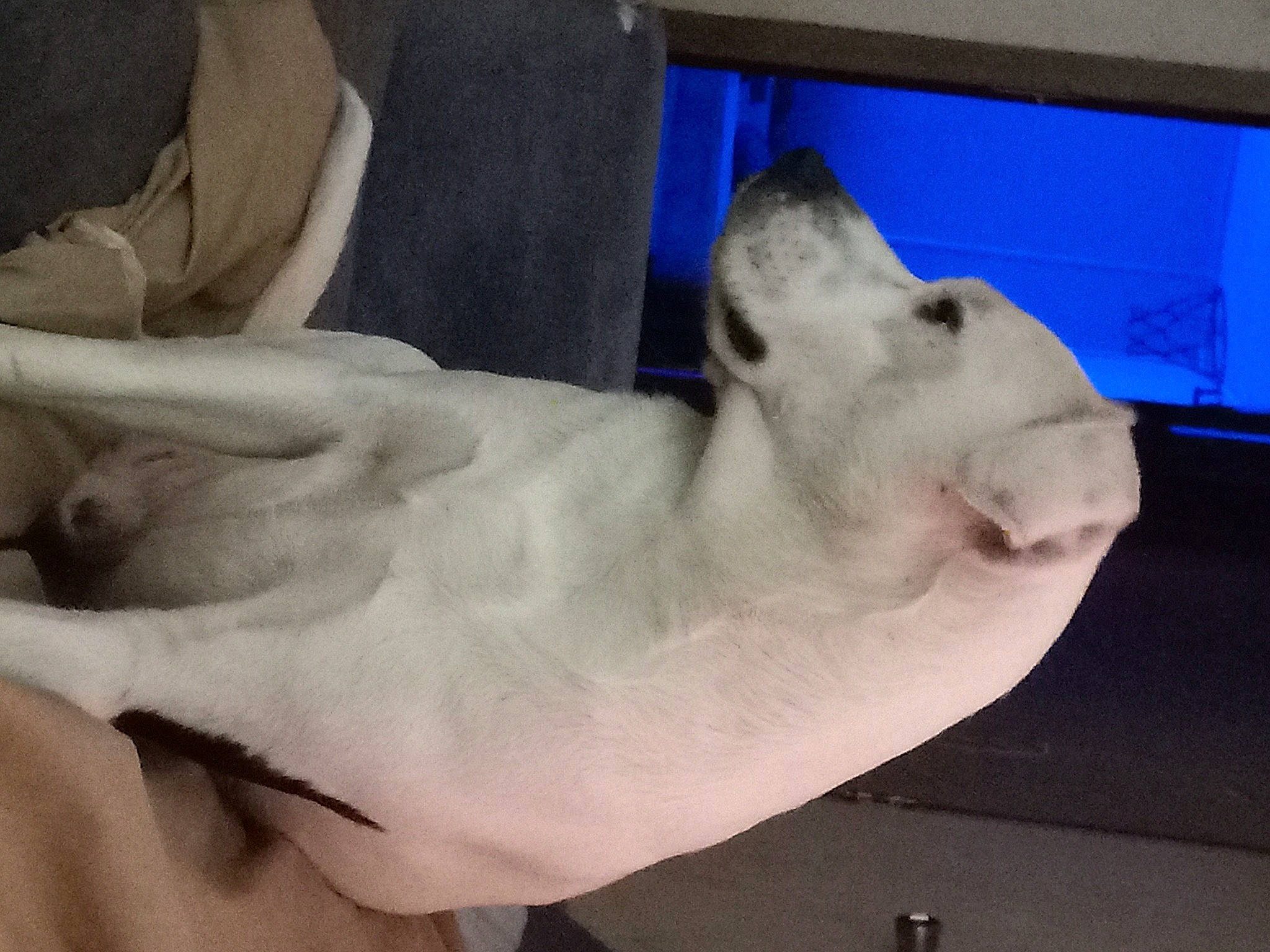 Jax is registered to the contest to win money with this photo: art, bear, big_cats, canidae, carnivore, comfort, dog_breed, fawn, felidae, foot, fur, marine_mammal, polar_bear, sculpture, small_to_medium_sized_cats, snout, sporting_group, tail, terrestrial_animal, whiskers