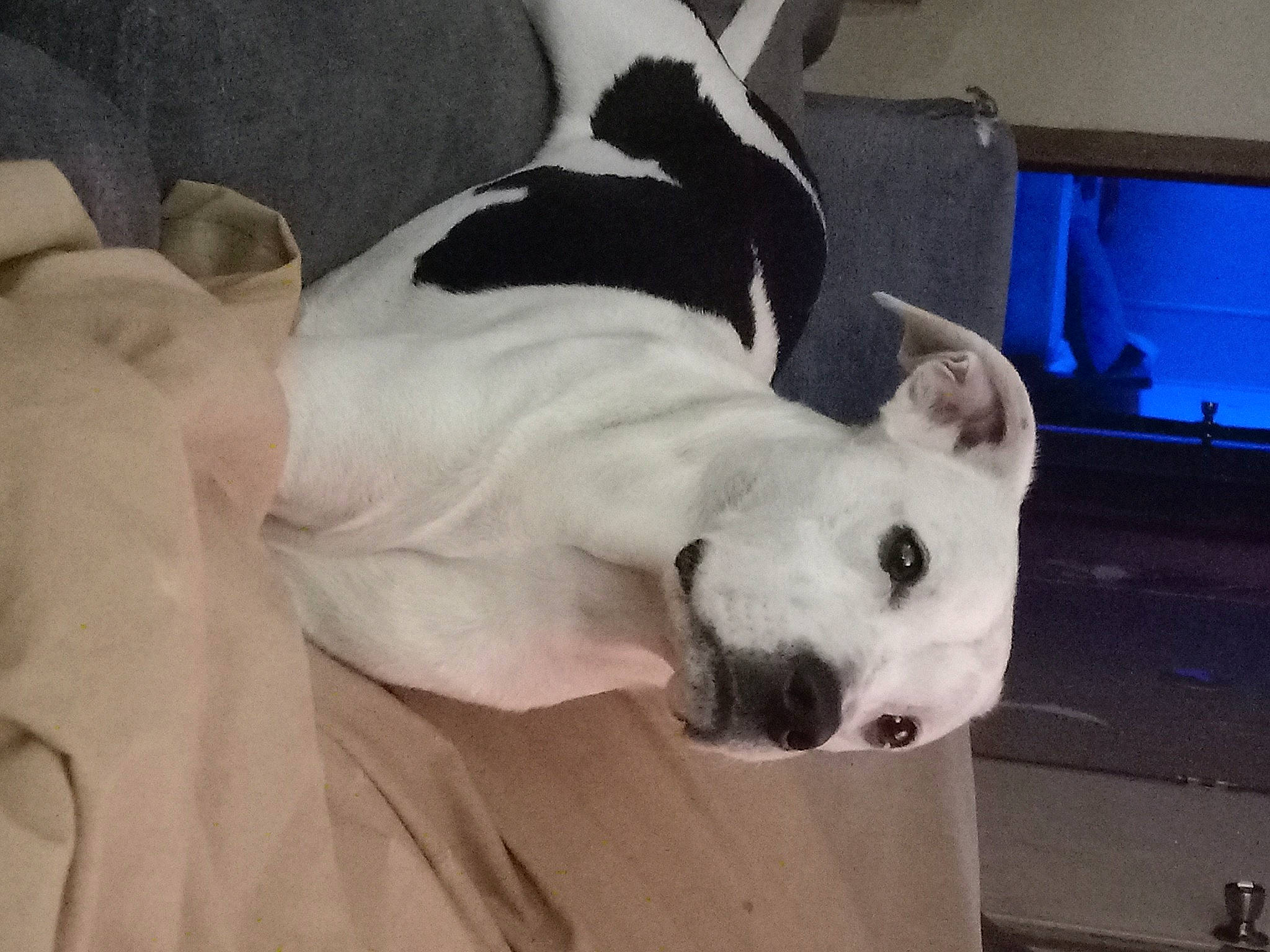 Jax joined the competition — help win amazing prizes! ball, box, canidae, carnivore, collar, comfort, companion_dog, couch, dog, dog_breed, fawn, guard_dog, non_sporting_group, pet_supply, snout, sporting_group, tail, terrestrial_animal, whiskers, working_animal