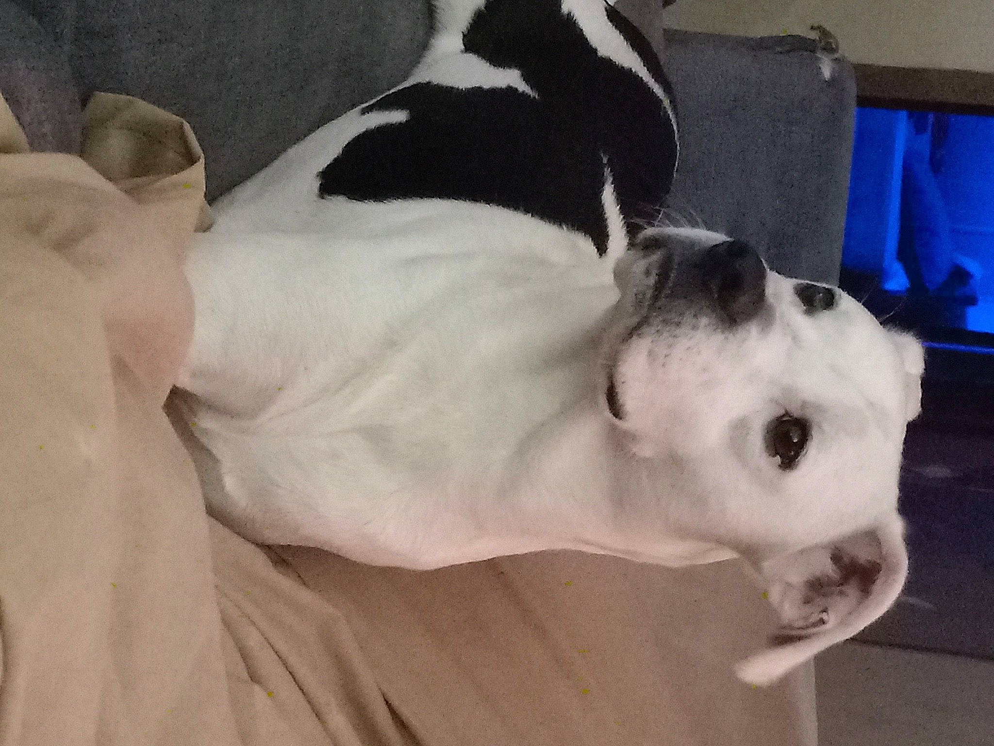 Jax joined the competition — help win amazing prizes! box, canidae, carnivore, collar, comfort, companion_dog, couch, dog, dog_breed, dog_collar, fawn, fur, great_dane, linens, paw, pet_supply, sporting_group, tail, whiskers, working_animal