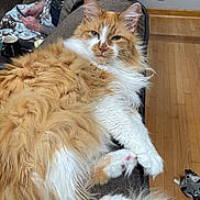 Bandit joined the competition — help win amazing prizes! cat, orange_cat, fluffy, long_hair, paw, whiskers, sofa, couch, living_room, person, man, tattoo, blanket, mug, hardwood_floor, relaxed, lounging, pet, close_up, indoor