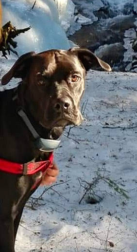 Jordan joined the competition — help win amazing prizes! canidae, carnivore, collar, companion_dog, dog, dog_breed, dog_collar, fawn, hunting_dog, liver, molosser, non_sporting_group, pet_supply, snout, snow, sporting_group, whiskers, working_animal, working_dog