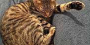 Léon a rejoint le concours — aidez-le/la à gagner de superbes lots ! cat, tabby, pet, sleeping, paw, blanket, cozy, fur, indoor, resting, cute, animal, striped, relaxed, feline, bedroom, comfort, soft, curl, home