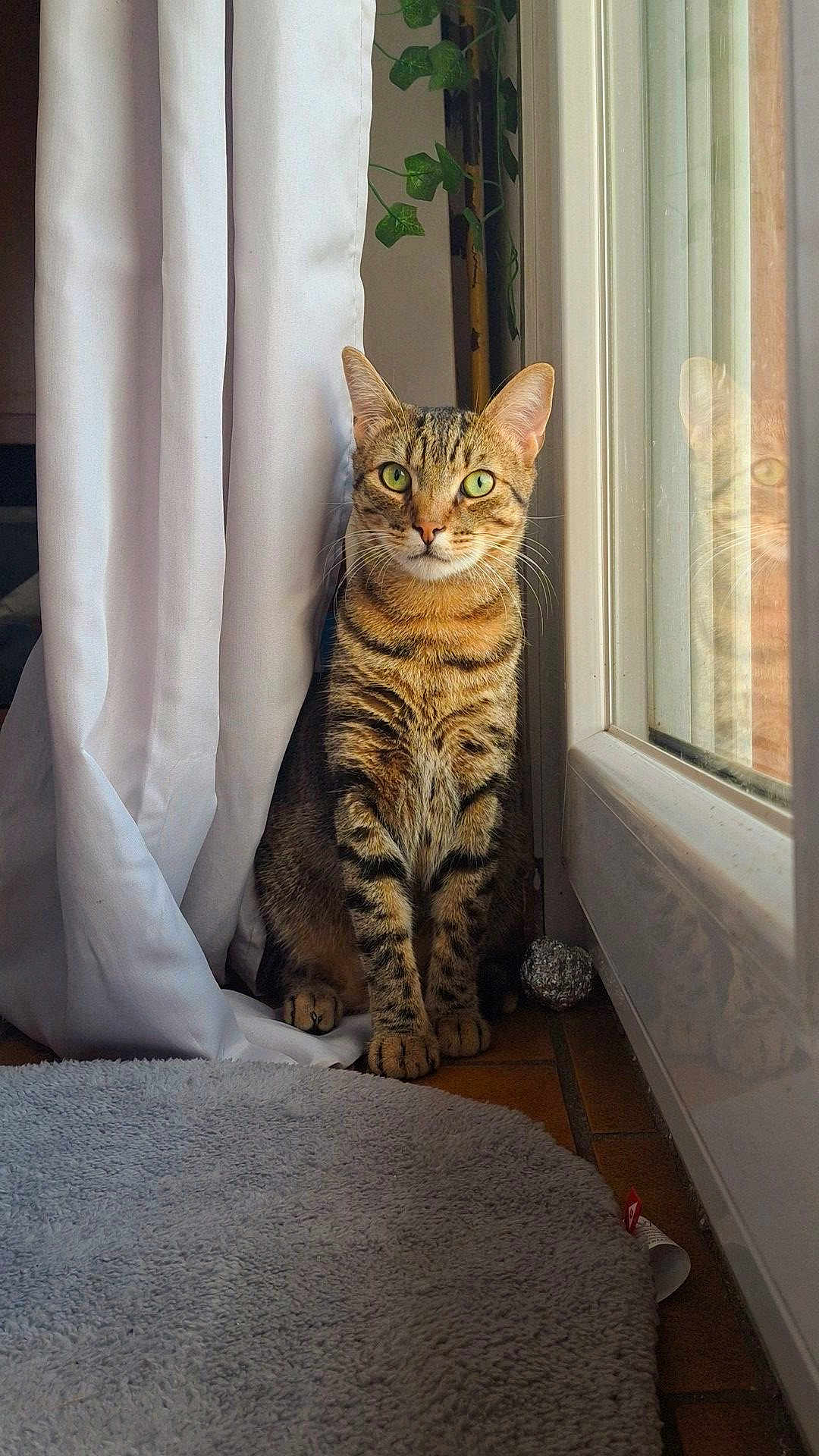Léon participe au concours pour gagner de l'argent avec cette photo : cat, tabby, green_eyes, sitting, window, curtain, reflection, indoor, floor, rug, plant, pet, feline, striped, domestic_animal, quiet, calm, home, cozy, light