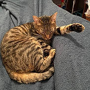 Léon a rejoint le concours — aidez-le/la à gagner de superbes lots ! animal, bedroom, blanket, cat, comfort, cozy, curl, cute, feline, fur, home, indoor, paw, pet, relaxed, resting, sleeping, soft, striped, tabby