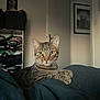 cat, tabby, green_eyes, blanket, indoor, furniture, shelf, clothes, door, wall_art, portrait, pet, cozy, relaxed, fur, whiskers, animal, domestic, home, comfort
