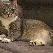 Gandalf joined the competition — help win amazing prizes! animal, cat, claws, comfortable, couch, cozy, domestic, ears, feline, fur, home, indoor, laying_down, looking, pet, relaxed, tabby, whiskers, white_chest, white_paws