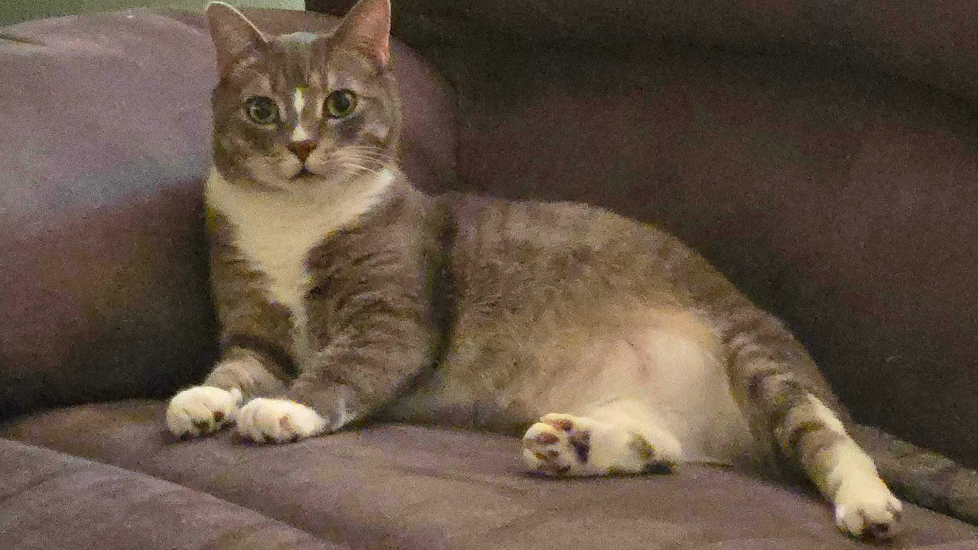 Gandalf