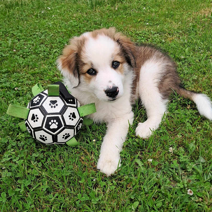 Astro participe au concours pour gagner de l'argent avec cette photo : animal, black, brown, canine, cute, dog, fur, grass, green, nature, outdoor, paw_print, pet, playful, puppy, resting, soccer_ball, toy, white, young_dog