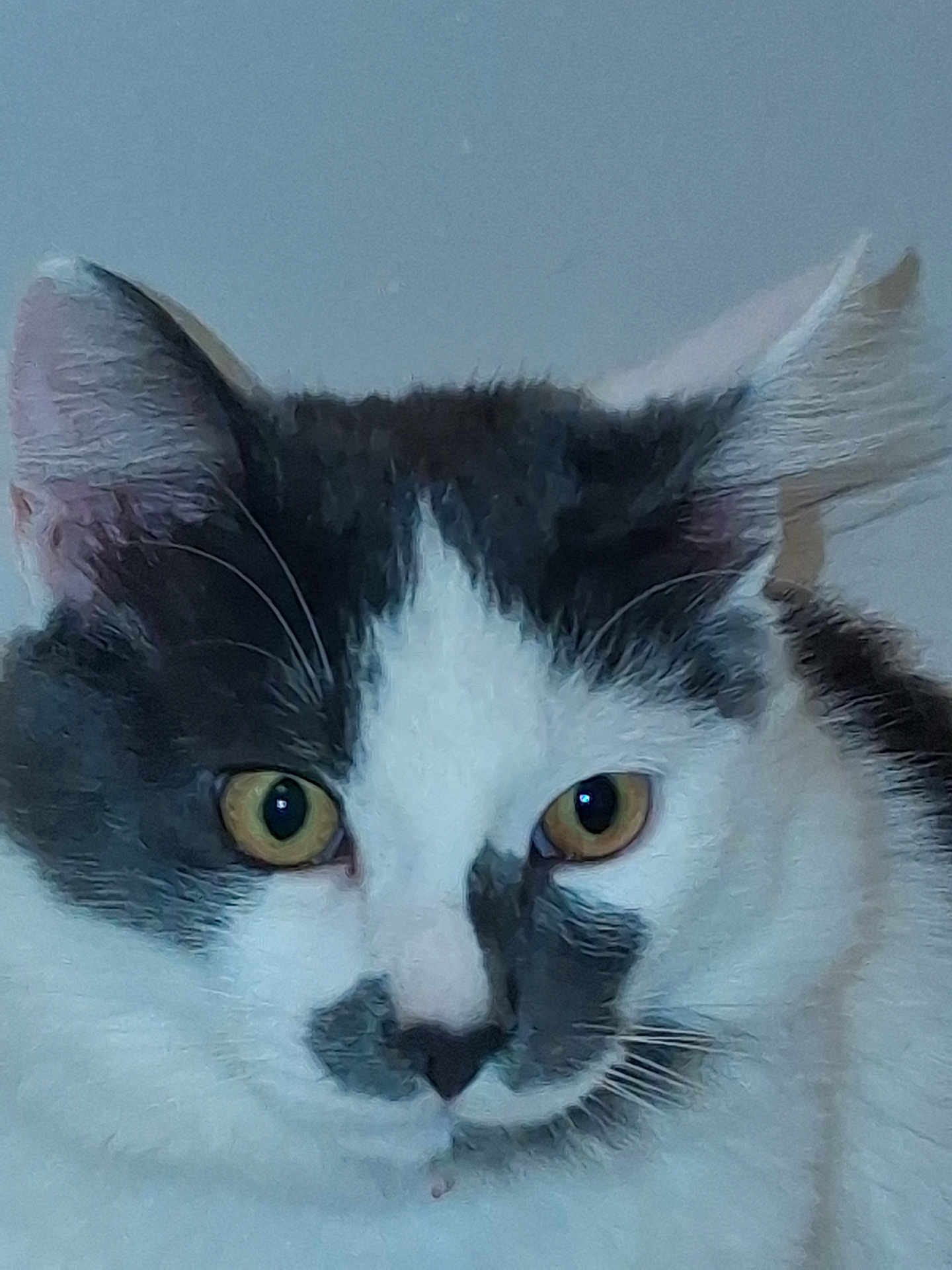 Snow participe au concours pour gagner de l'argent avec cette photo : cat, close_up, black_and_white, yellow_eyes, fur, whiskers, ears, pet, animal, face, portrait, indoor, feline, looking, expression, cute, mammal, domestic, background, focus
