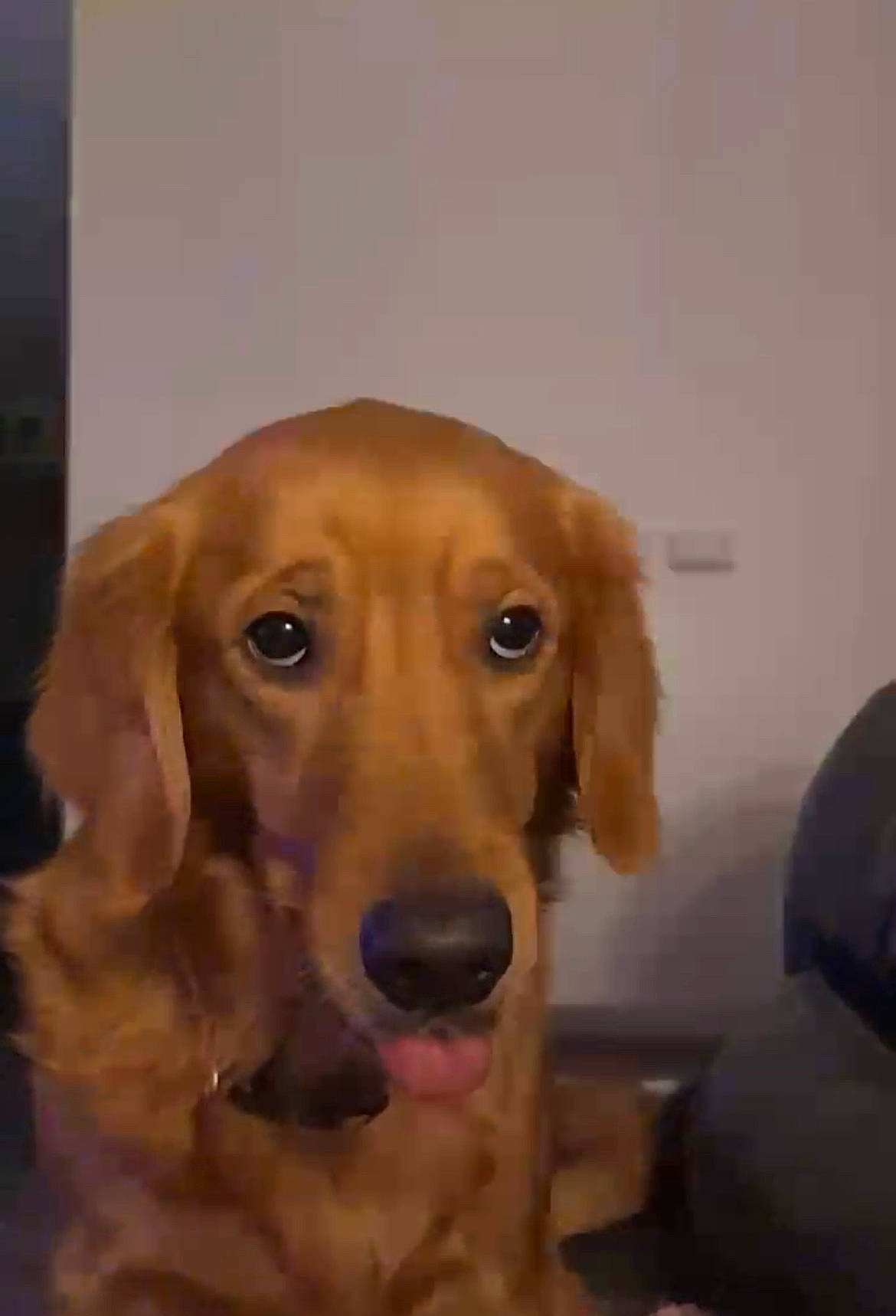 Harper Lou is registered to the contest to win money with this photo: canidae, carnivore, companion_dog, dog, dog_breed, dog_supply, eye, fawn, flooring, fur, gun_dog, liver, pet_supply, retriever, snout, sporting_group, varnish, whiskers, wood, working_animal