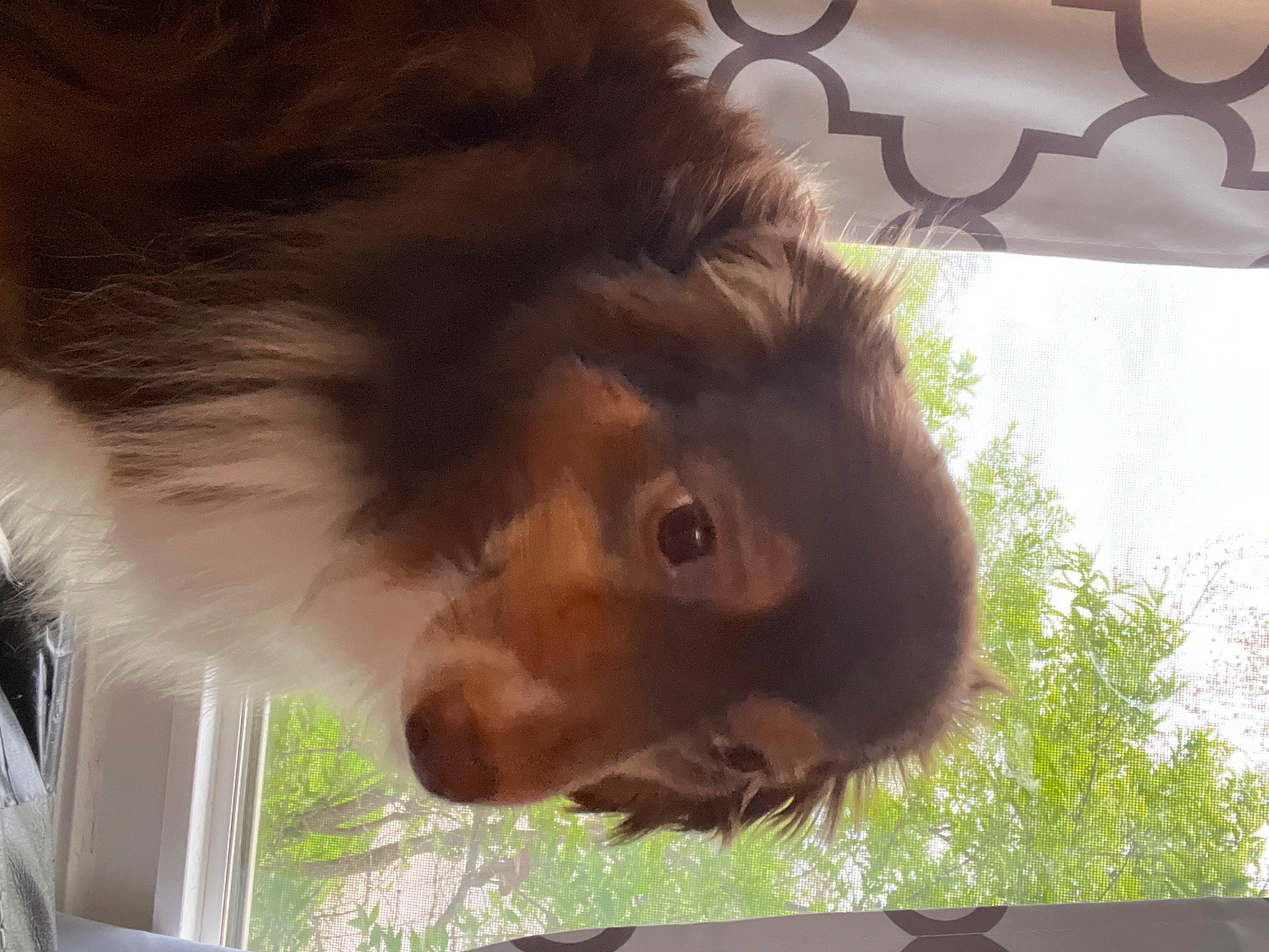 Gussy joined the competition — help win amazing prizes! canidae, carnivore, companion_dog, dog_breed, fawn, fur, liver, orangutan, primate, shade, snout, sporting_group, terrestrial_animal, tints_and_shades, tree, wildlife, working_animal