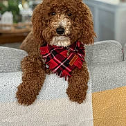 Leo joined the competition — help win amazing prizes! dog, brown_dog, curly_fur, plaid_bandana, pet, indoors, couch, furniture, relaxed, fluffy, portrait, animal, canine, companion, domestic_animal, cozy, home, resting, cute, friendly