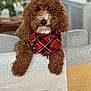 dog, brown_dog, curly_fur, plaid_bandana, pet, indoors, couch, furniture, relaxed, fluffy, portrait, animal, canine, companion, domestic_animal, cozy, home, resting, cute, friendly