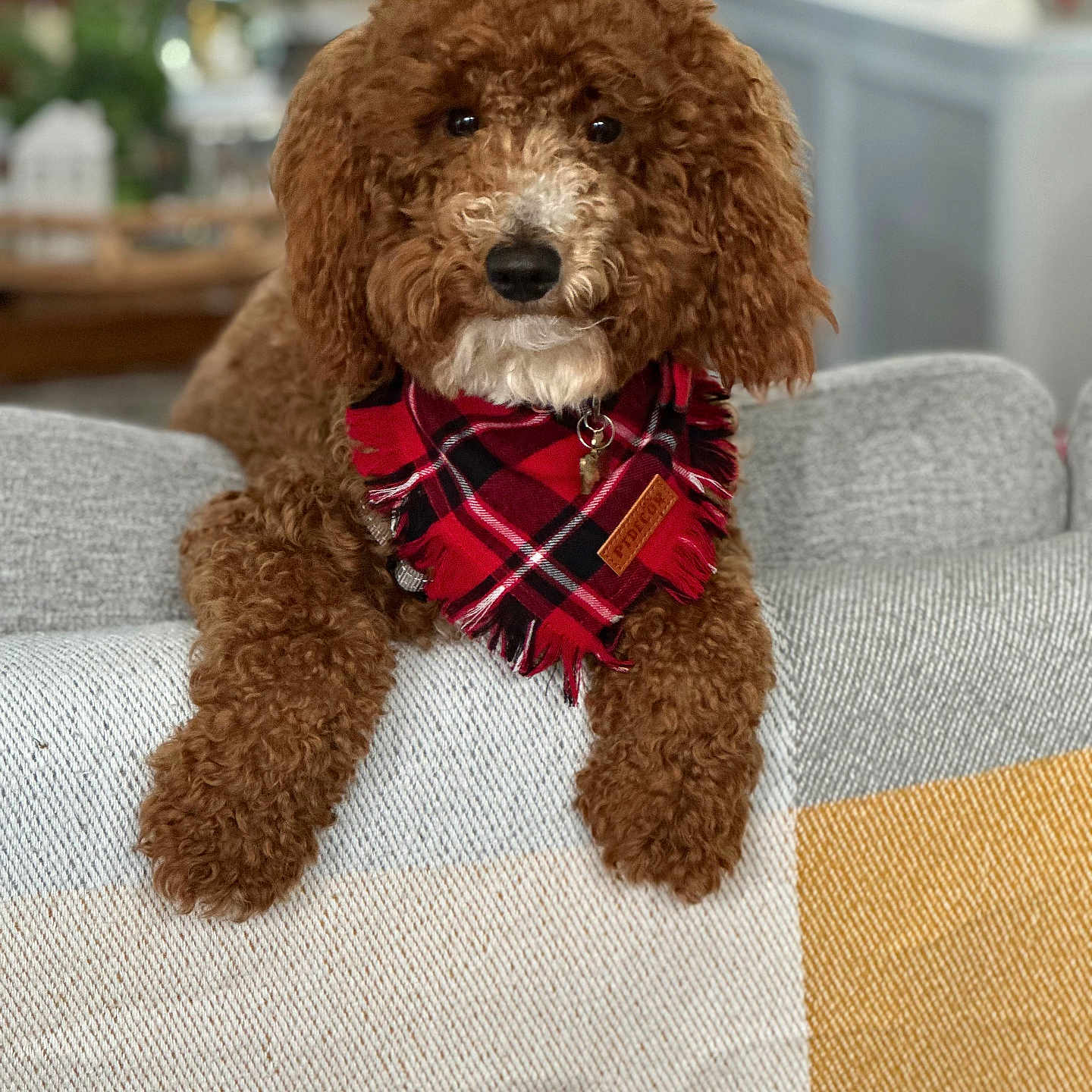 Leo joined the competition — help win amazing prizes! animal, brown_dog, canine, companion, couch, cozy, curly_fur, cute, dog, domestic_animal, fluffy, friendly, furniture, home, indoors, pet, plaid_bandana, portrait, relaxed, resting