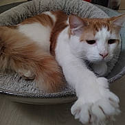 Tobby joined the competition — help win amazing prizes! animal, cat, comfort, cozy, cute, ears, feline, floor, fur, home, indoor, orange_and_white, paw, pet_bed, relaxed, resting, sleepy, stretching, tail, whiskers