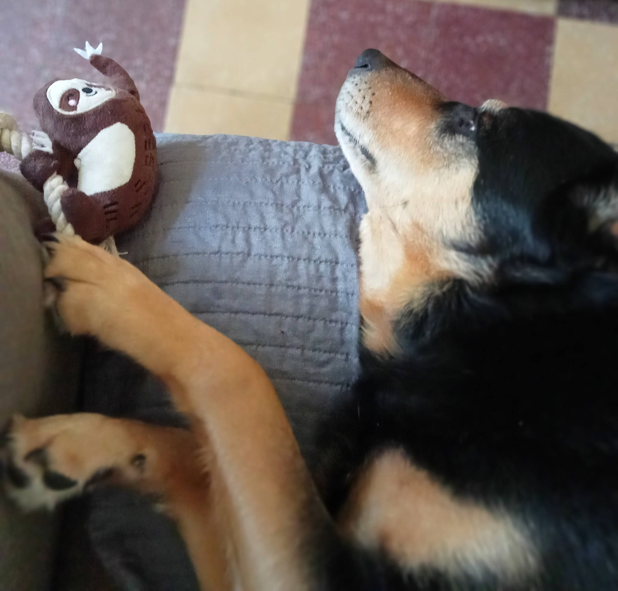 Haiko participe au concours pour gagner de l'argent avec cette photo : canidae, carnivore, comfort, companion_dog, couch, dog, dog_breed, fawn, fur, guard_dog, nap, paw, plush, snout, stuffed_toy, tail, terrestrial_animal, toy, whiskers, wood