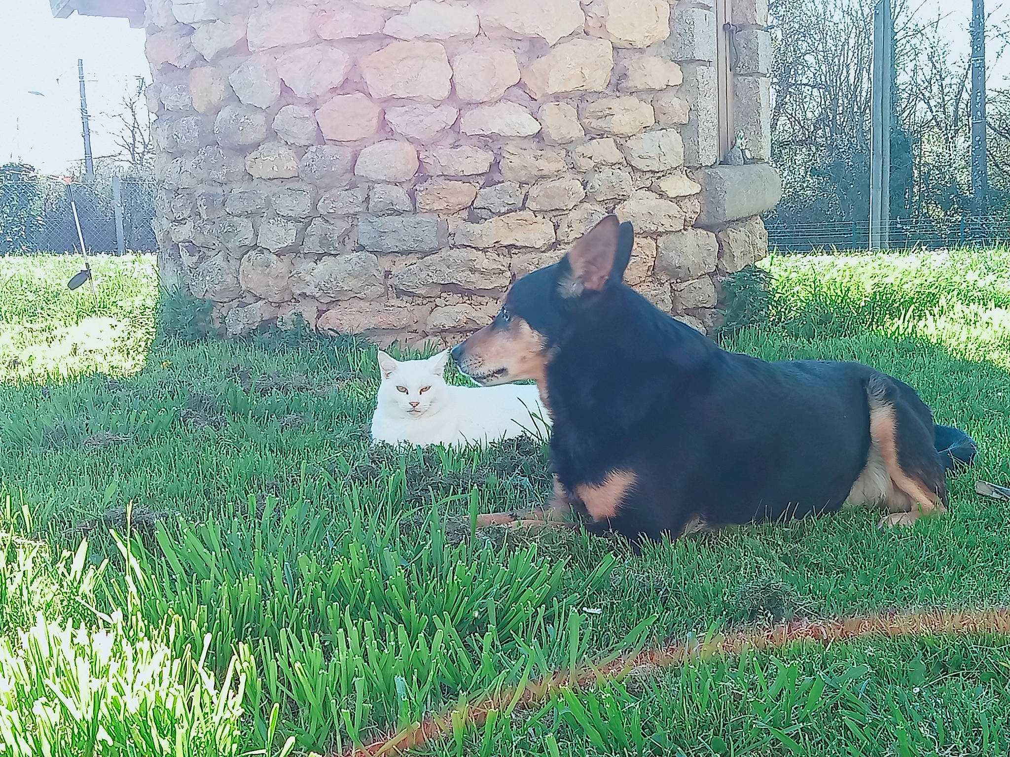 Haiko participe au concours pour gagner de l'argent avec cette photo : canidae, carnivore, cat, companion_dog, dog, dog_breed, flooring, grass, groundcover, guard_dog, herding_dog, pasture, plant, sporting_group, tail, tints_and_shades, tree, working_animal, working_dog, yard